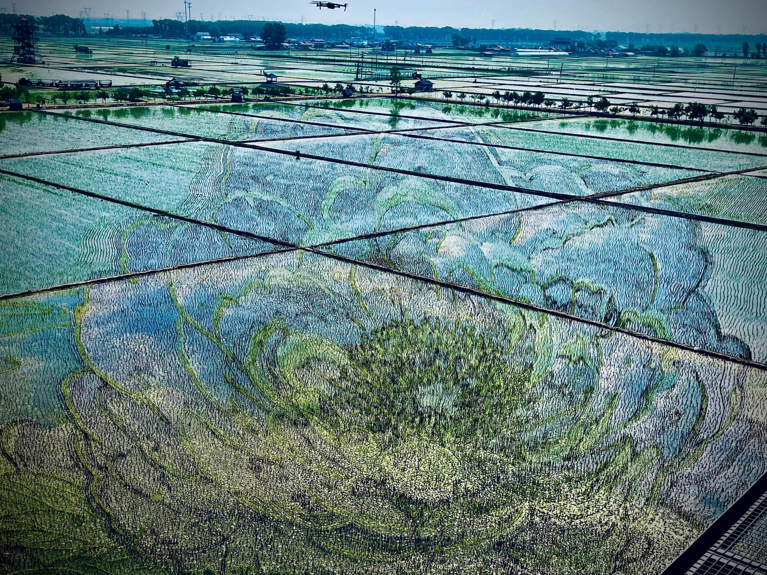 国色山河主题稻田画。人民网记者 任妍摄