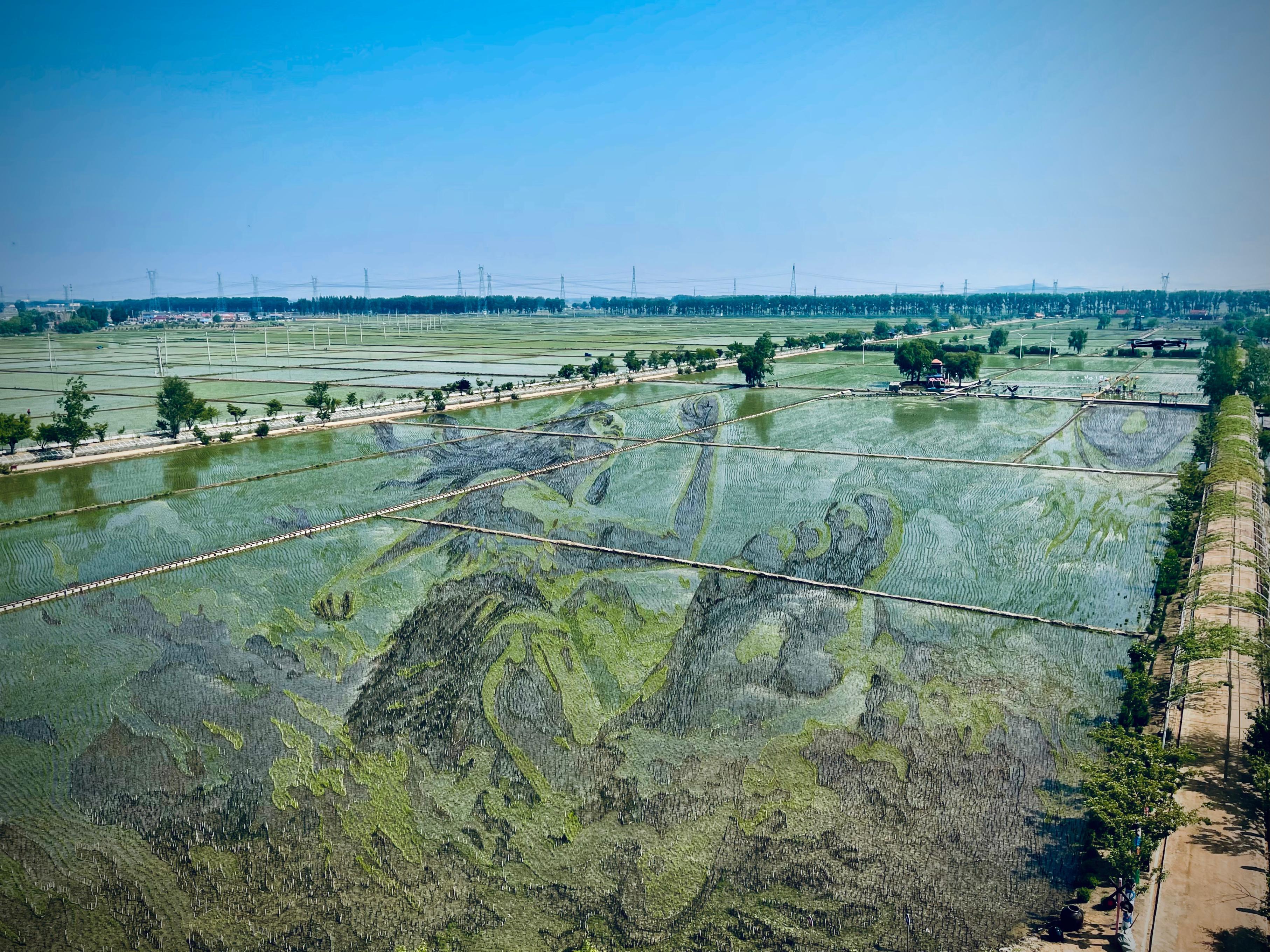 “历史典故-夸父逐日”稻田画。人民网记者 任妍摄