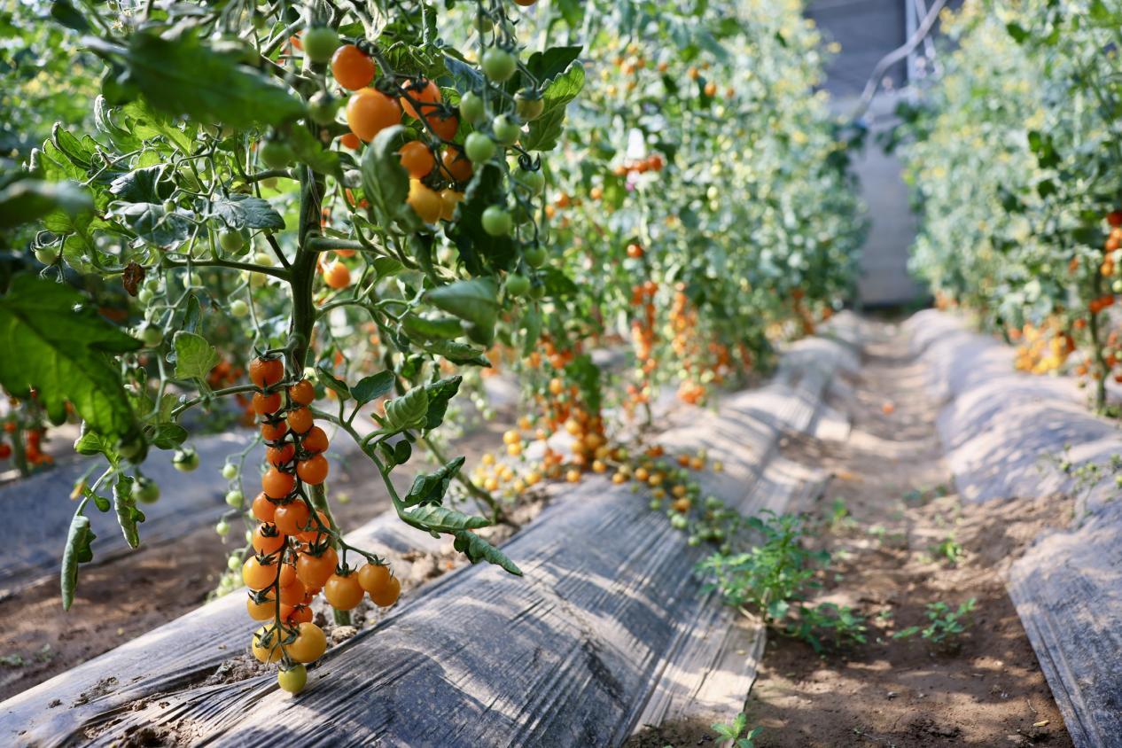 大通森田现代农业科技有限公司种植的番茄。蒋雨师摄
