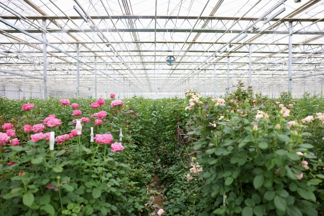 兰州新区现代农业示范园鲜花种植基地4号智能温室培育的玫瑰花。蒋雨师摄