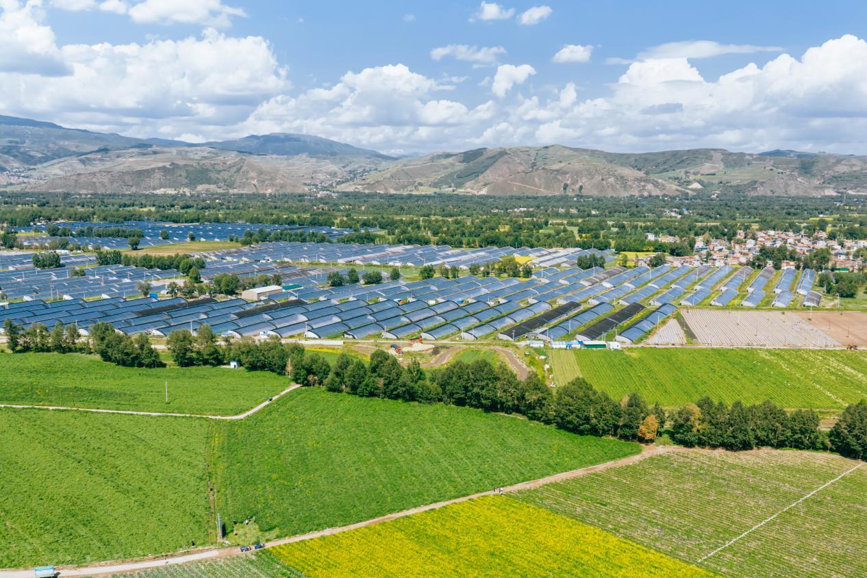 冷凉蔬菜是大通当地的支柱产业之一。邱活摄