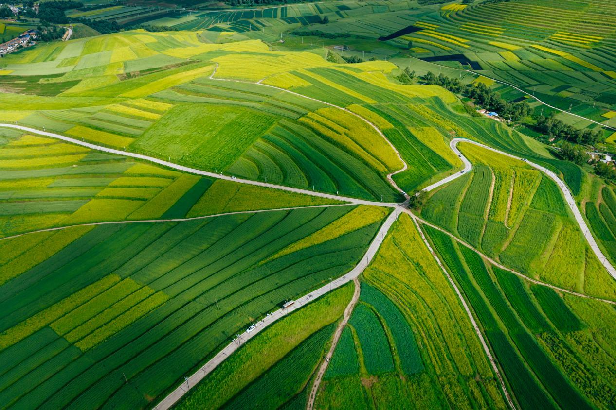 青海大通，油菜花田与麦田交错嵌套。邱活摄