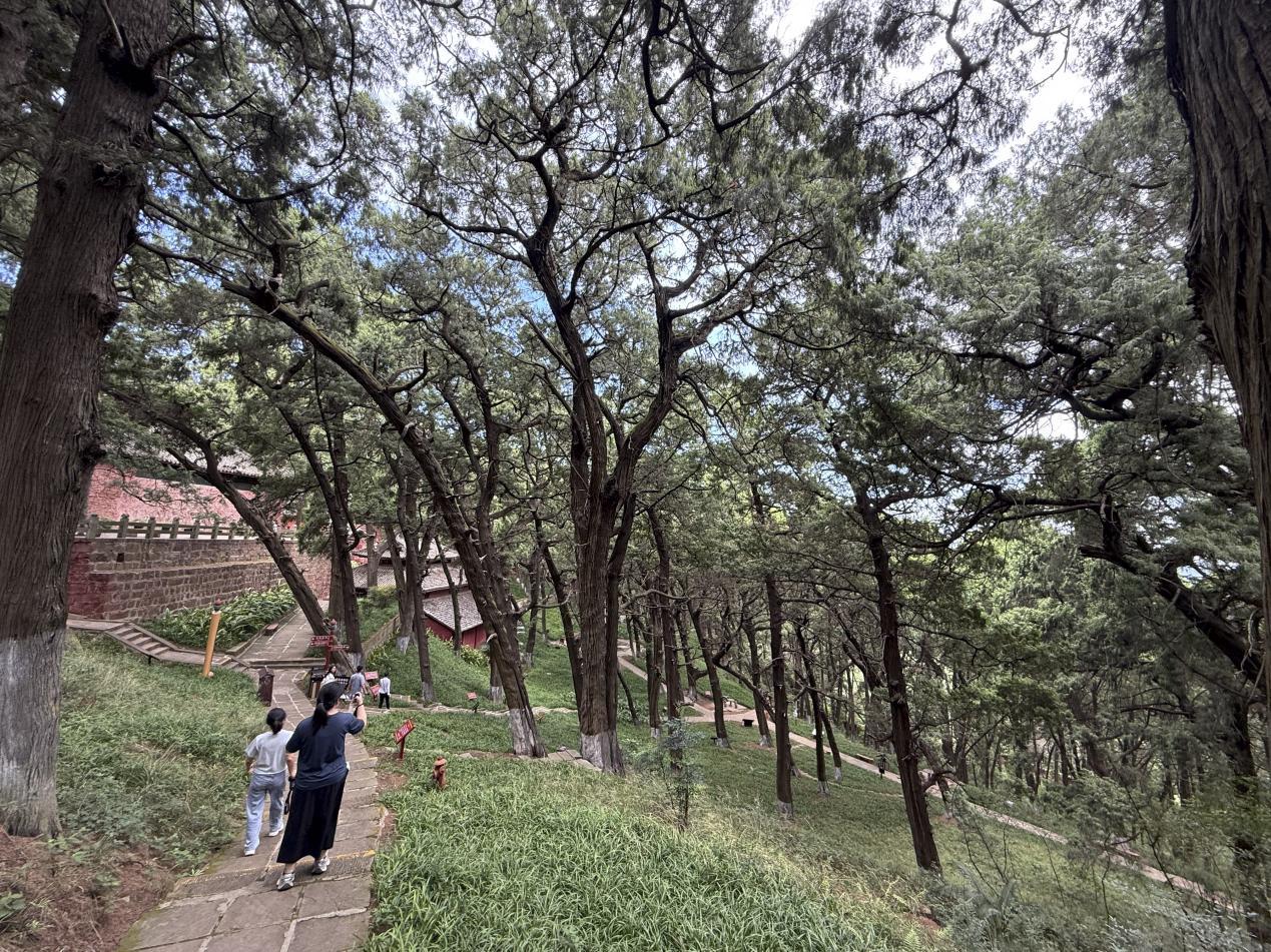 七曲山上的古柏林。蒋雨师摄