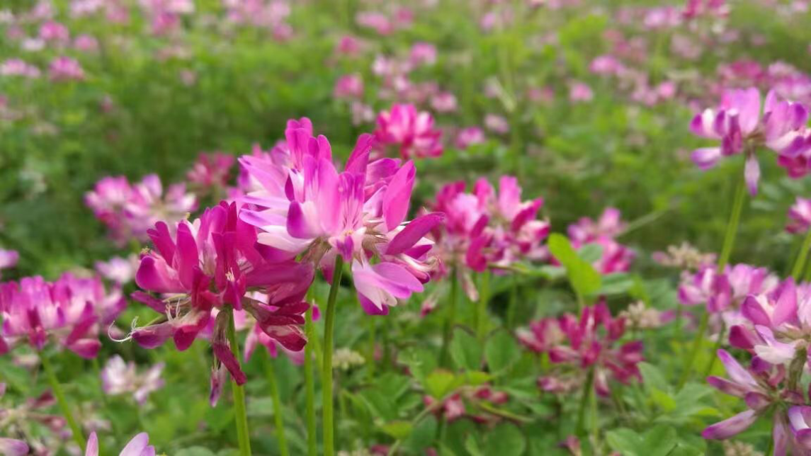 盛开的紫云英。受访者供图