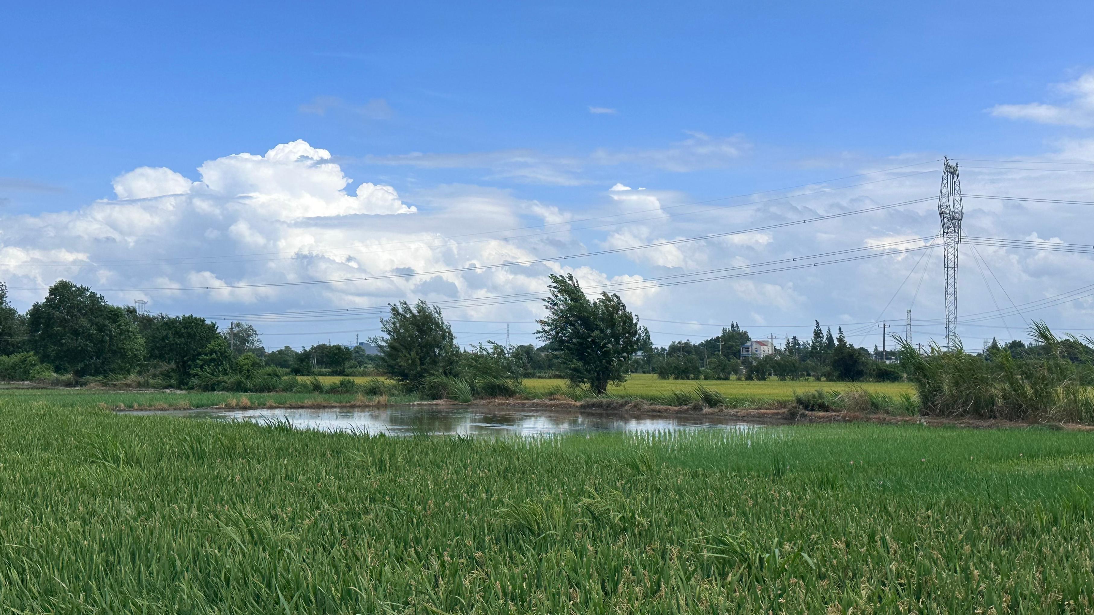 南陵县的稻田。人民网记者 王绍绍摄